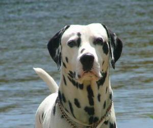 Puzzle Dalmatian σκύλους με το δέρμα της, καλύπτονται από το σποτ